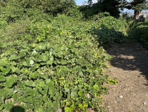 山陽小野田市野来見